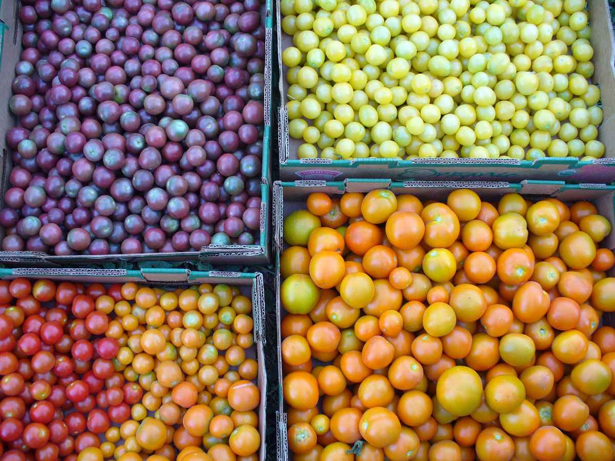 Tomatoes Susan Fluegel